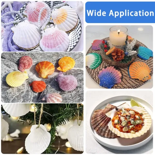 scallop shells white seashells 5