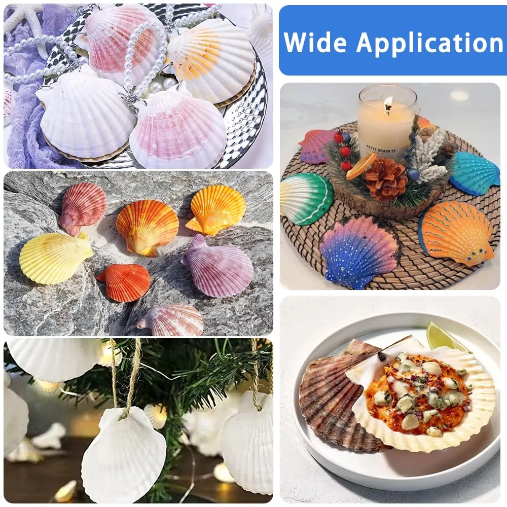 scallop shells white seashells 5