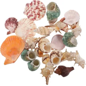 sea shells mixed 1
