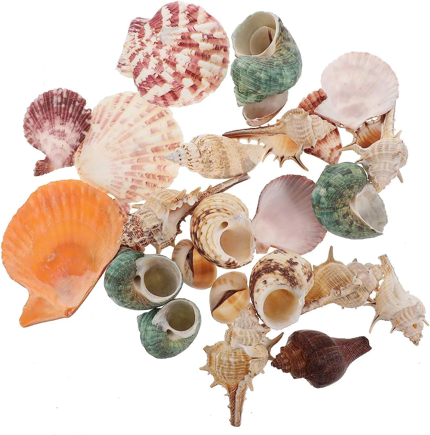 sea shells mixed 1