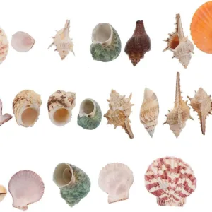 sea shells mixed 3