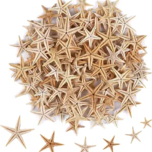 starfish sea shells 1