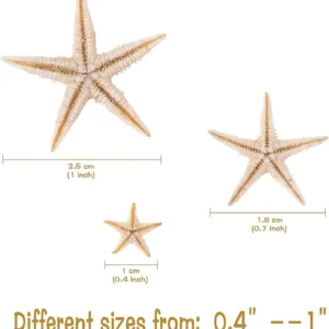 starfish sea shells 2