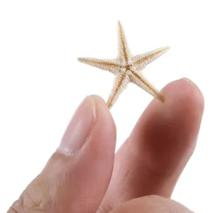 starfish sea shells 4
