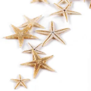 starfish sea shells 5