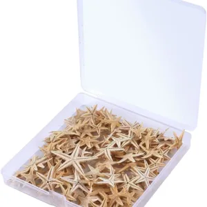 starfish sea shells 6