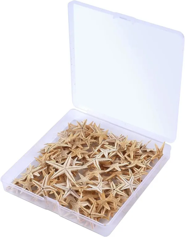 starfish sea shells 6