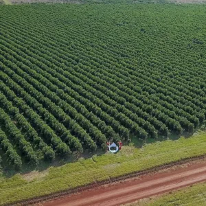 taragui yerba mate 4
