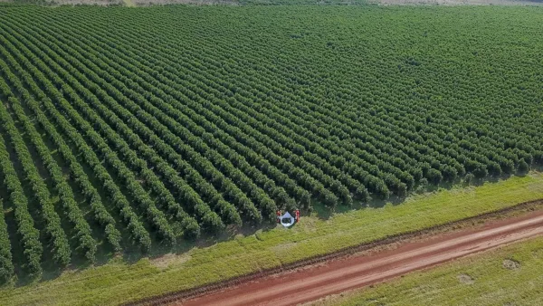 taragui yerba mate 4