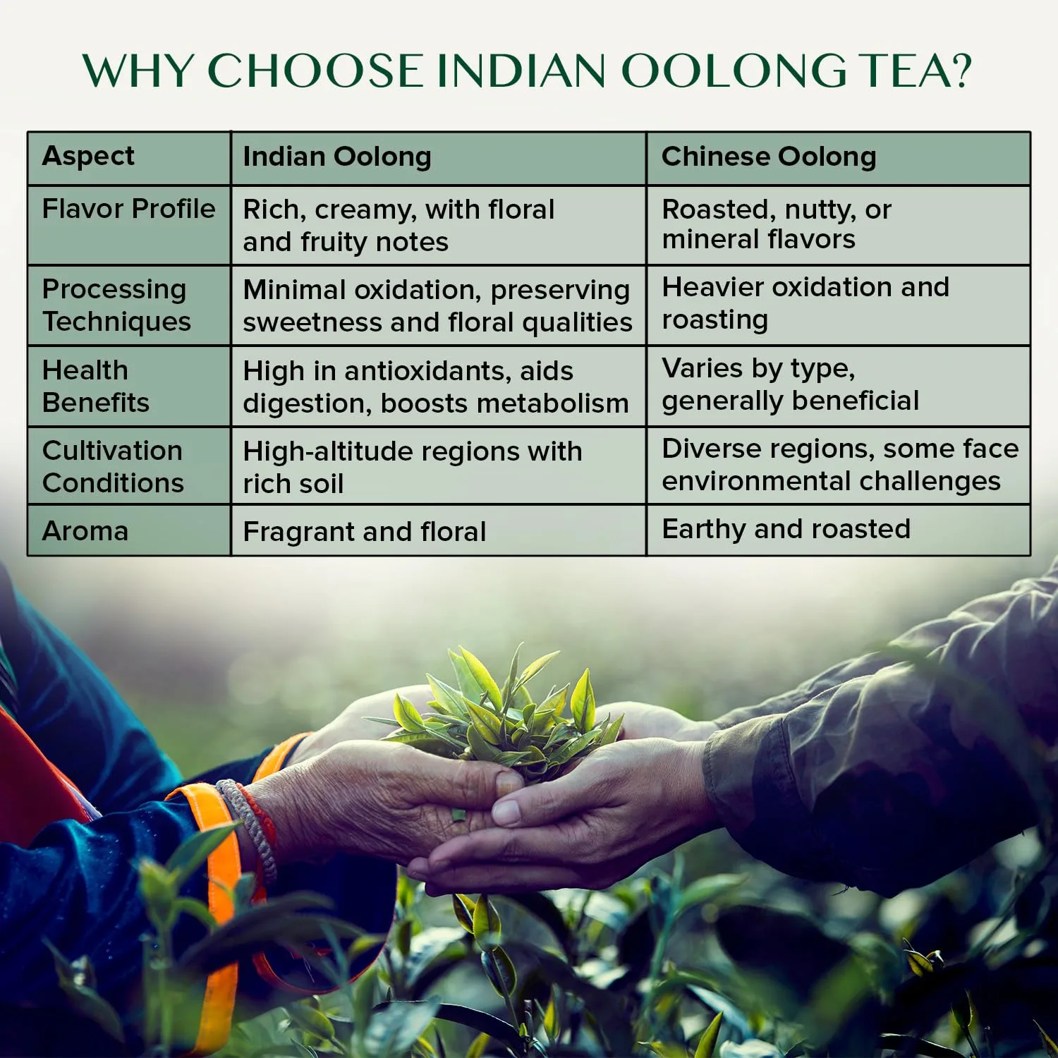 vahdam oolong tea 2