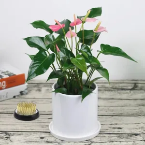 flower frog kenzan set 6