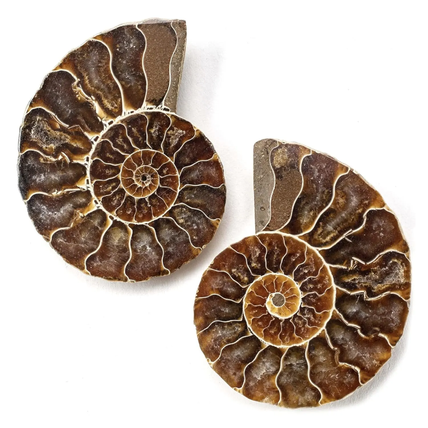 kalifano ammonite fossil pair 1