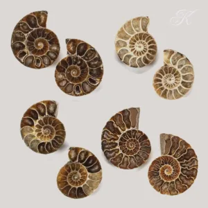 kalifano ammonite fossil pair 2