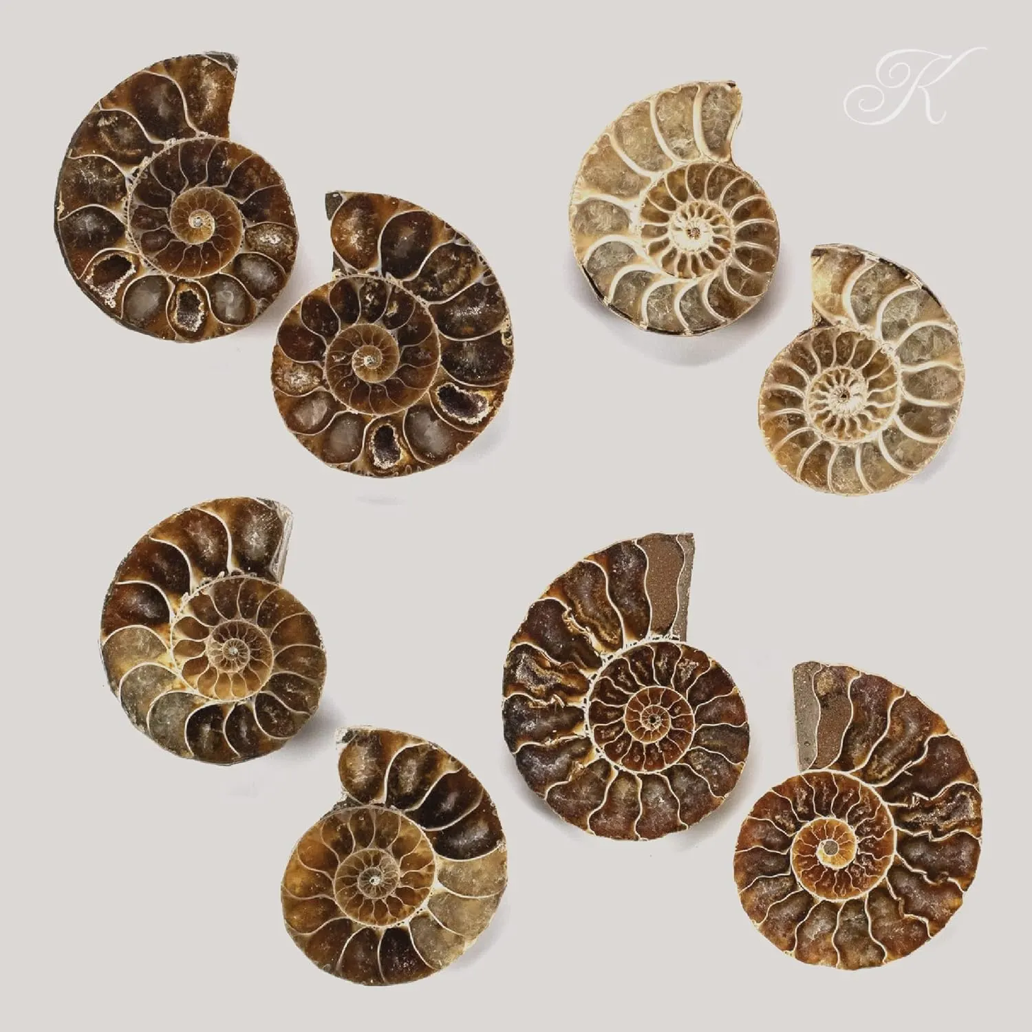 kalifano ammonite fossil pair 2