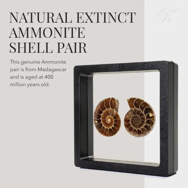 kalifano ammonite fossil pair 3