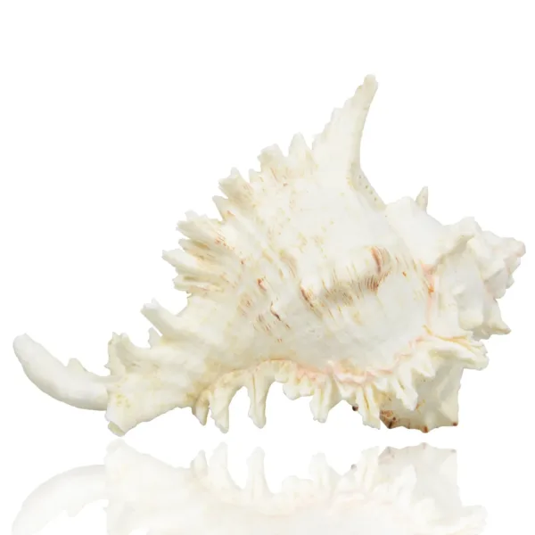 large sea shells murex 2