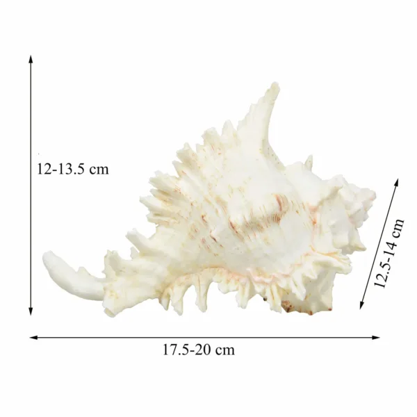 large sea shells murex 3