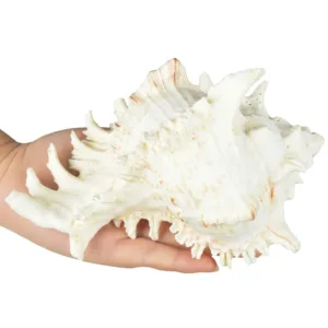 large sea shells murex 4