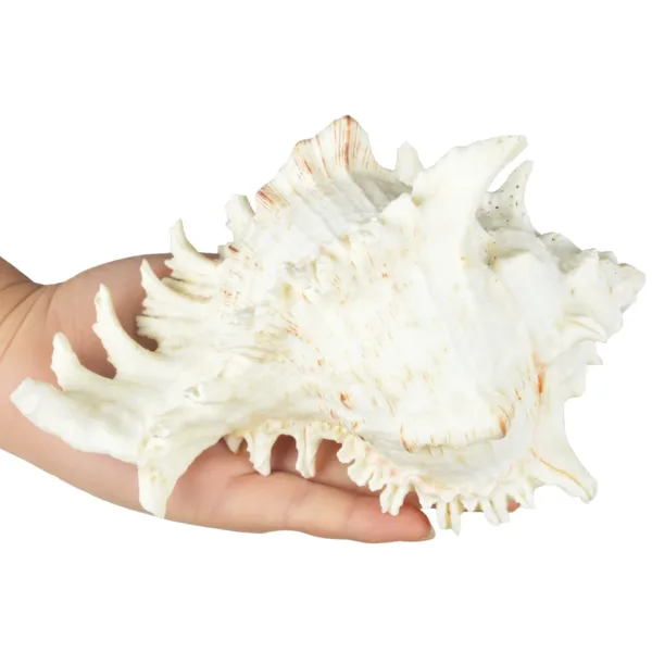 large sea shells murex 4