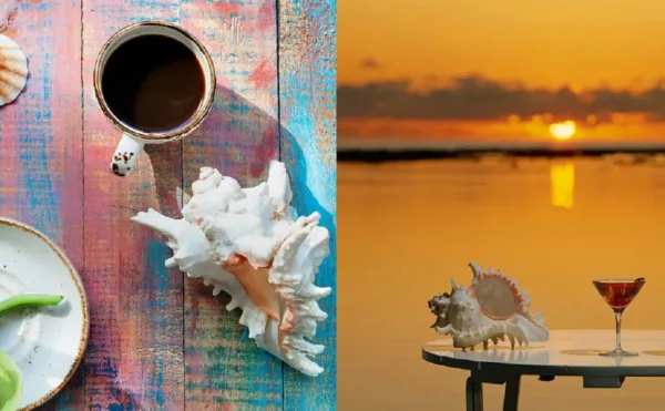 large sea shells murex 7