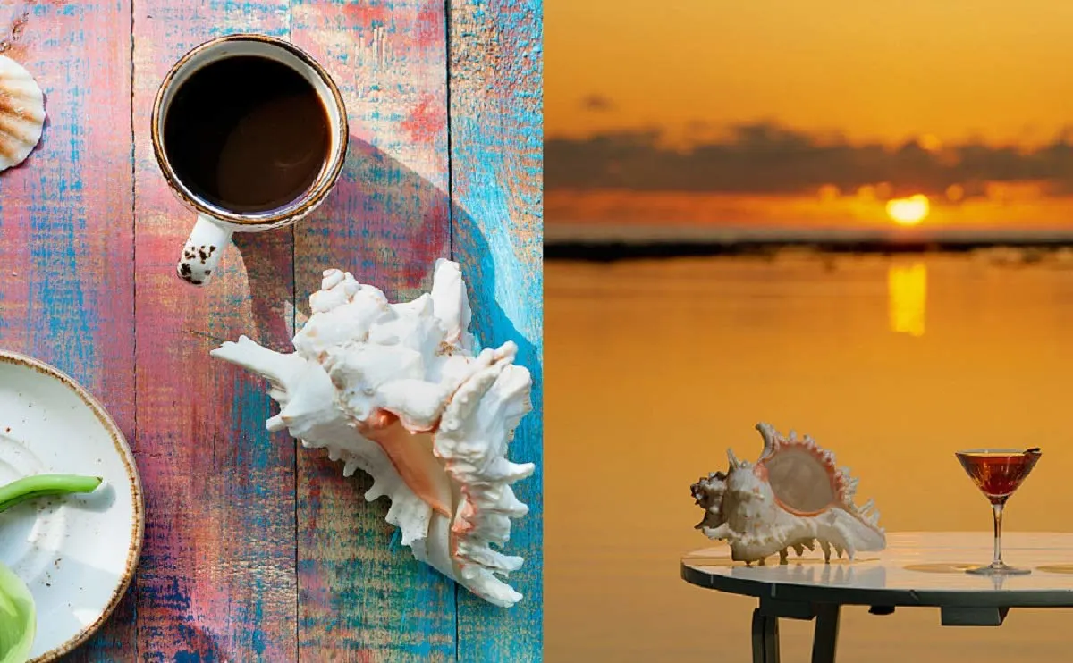 large sea shells murex 7