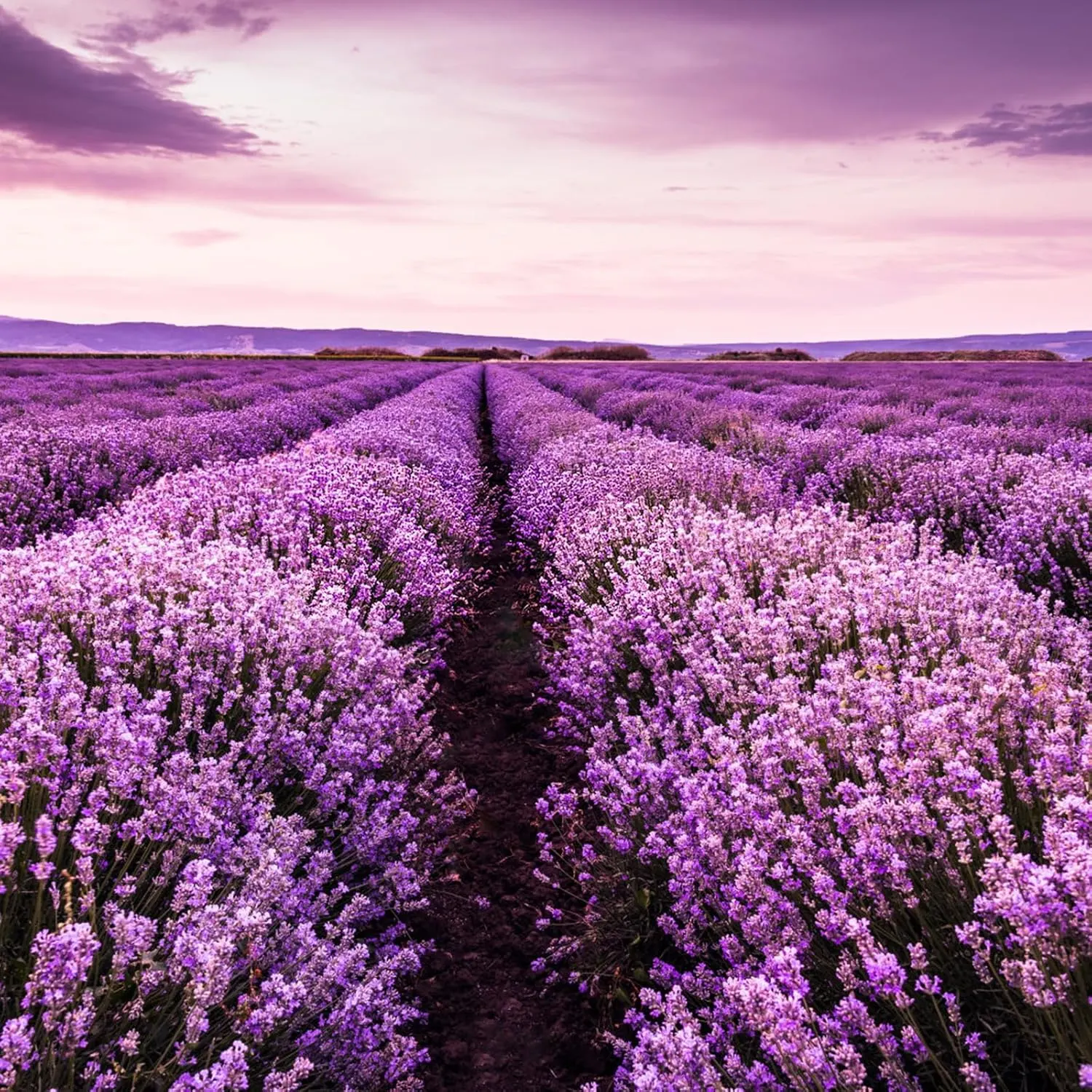 organic lavender buds 6