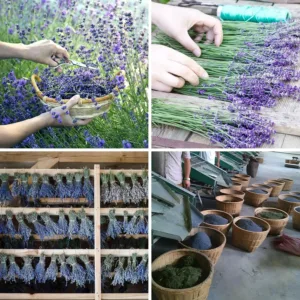 organic lavender buds 7