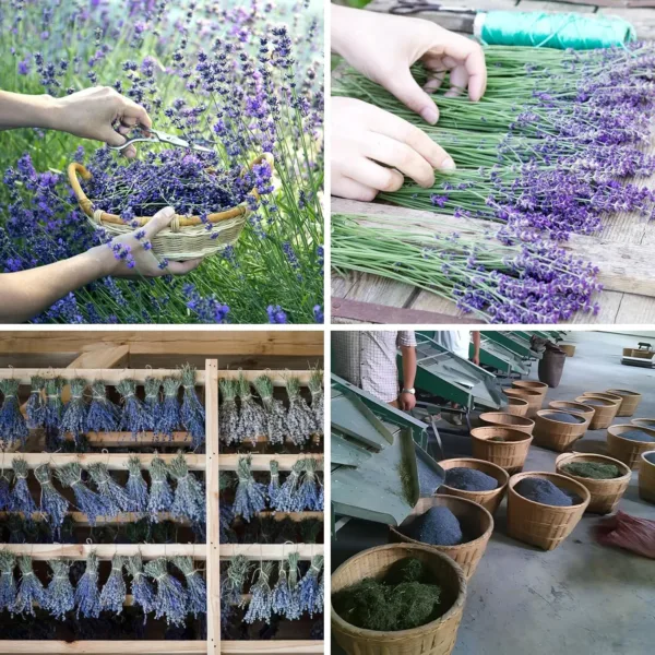 organic lavender buds 7