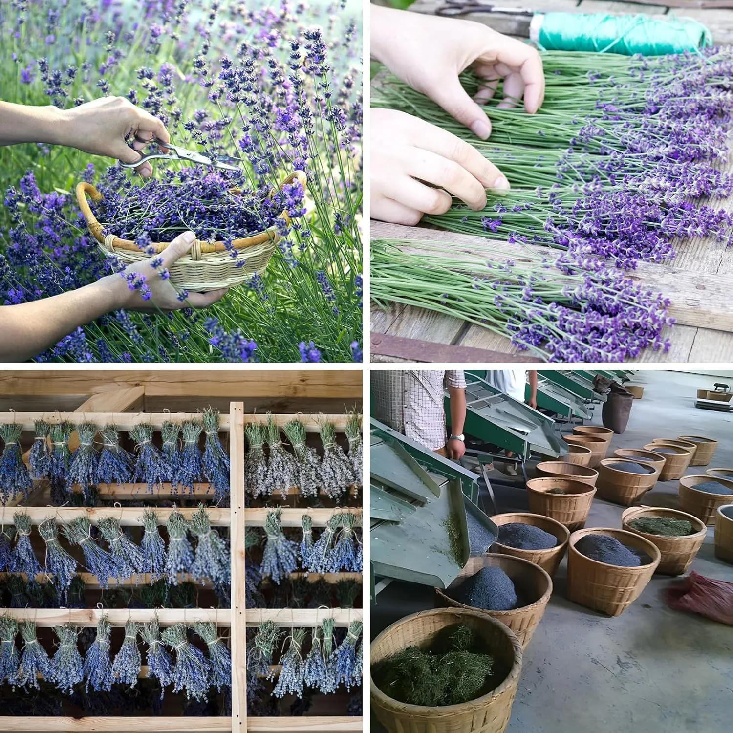 organic lavender buds 7