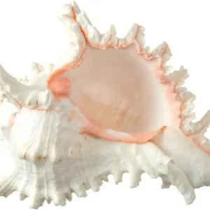 real sea shell 1