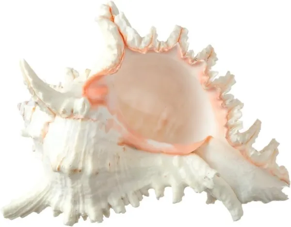 real sea shell 1