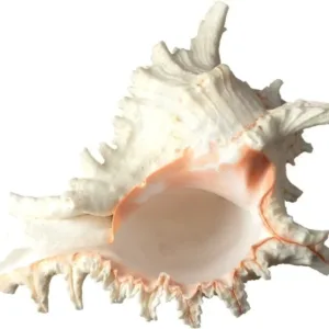 real sea shell 3