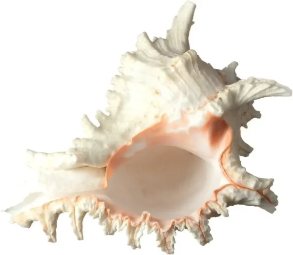 real sea shell 3