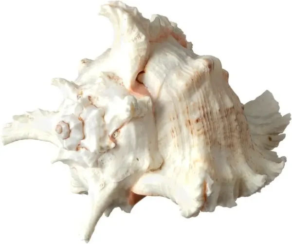 real sea shell 5
