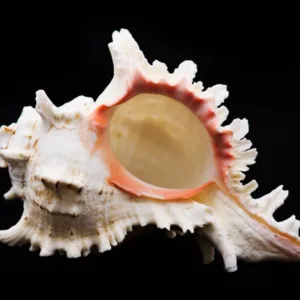 real sea shell 6