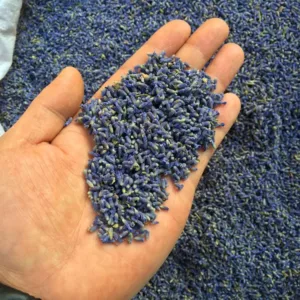 toget lavender buds 2