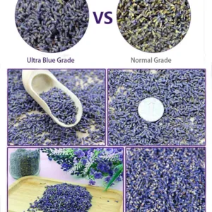 toget lavender buds 3