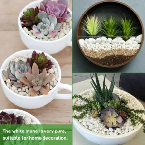 white rocks plants 4