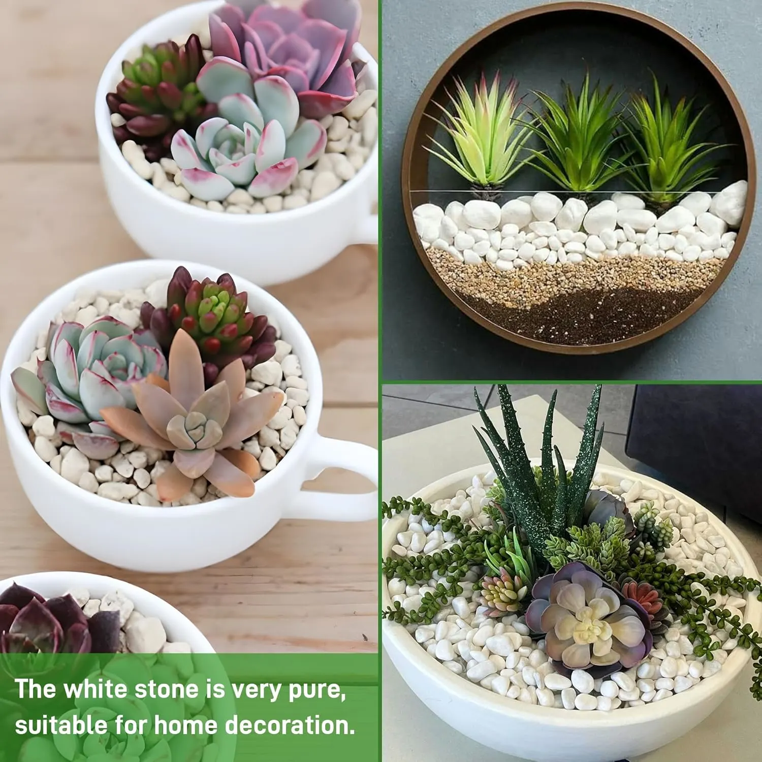 white rocks plants 4